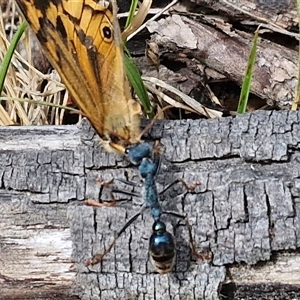 Myrmecia tarsata at Bungonia, NSW - 17 Nov 2024