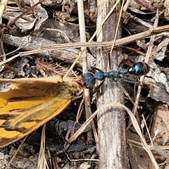 Myrmecia tarsata at Bungonia, NSW - 17 Nov 2024