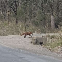 Vulpes vulpes (Red Fox) at Bungonia, NSW - 17 Nov 2024 by Aussiegall