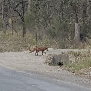 Vulpes vulpes at Bungonia, NSW - 17 Nov 2024 08:41 AM