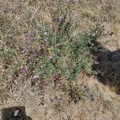 Medicago sativa (Lucerne, Alfalfa) at Chisholm, ACT - 18 Nov 2024 by PatMASH