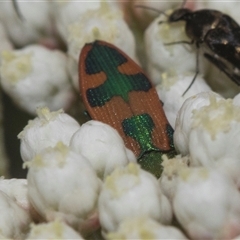 Castiarina hilaris (A jewel beetle) at Gundary, NSW - 17 Nov 2024 by AlisonMilton