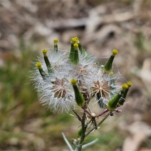 Senecio quadridentatus at Bungonia, NSW - 17 Nov 2024