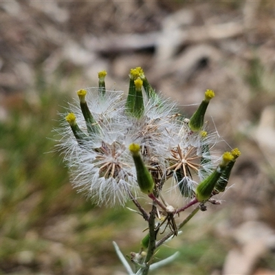 Senecio quadridentatus (Cotton Fireweed) at Bungonia, NSW - 17 Nov 2024 by trevorpreston