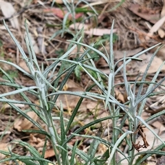 Senecio quadridentatus at Bungonia, NSW - 17 Nov 2024