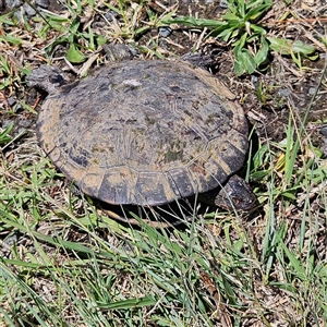 Chelodina longicollis (Eastern Long-necked Turtle) at Symonston, ACT by MatthewFrawley