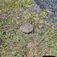 Chelodina longicollis at Symonston, ACT - 18 Nov 2024