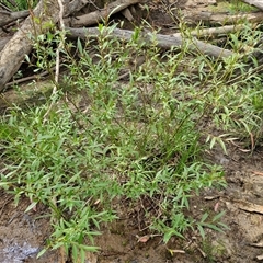 Salix nigra at Bungonia, NSW - 16 Nov 2024 by trevorpreston