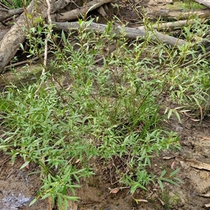 Salix nigra at Bungonia, NSW by trevorpreston