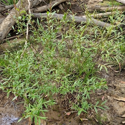 Salix nigra (Black Willow) at Bungonia, NSW - 17 Nov 2024 by trevorpreston