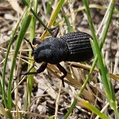 Amycterus abnormis (Ground weevil) at Bungonia, NSW - 17 Nov 2024 by trevorpreston