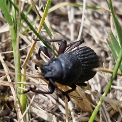 Amycterus abnormis at Bungonia, NSW - 17 Nov 2024 10:22 AM