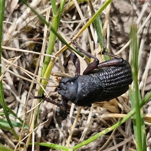 Amycterus abnormis at Bungonia, NSW - 17 Nov 2024 10:22 AM