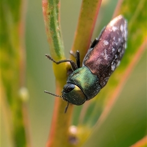 Diphucrania leucosticta at Bungonia, NSW - 17 Nov 2024