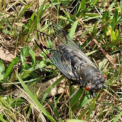 Psaltoda moerens (Redeye cicada) at Bungonia, NSW - 16 Nov 2024 by trevorpreston