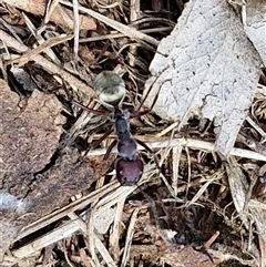 Camponotus suffusus at Bungonia, NSW - 17 Nov 2024