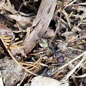 Camponotus suffusus at Bungonia, NSW - 17 Nov 2024