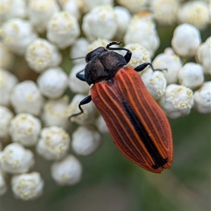 Castiarina erythroptera at Gundary, NSW - 17 Nov 2024