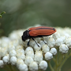 Castiarina erythroptera at Gundary, NSW - 17 Nov 2024