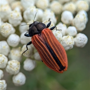 Castiarina erythroptera at Gundary, NSW - 17 Nov 2024