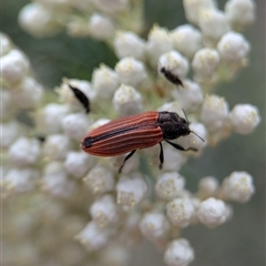 Castiarina erythroptera at Gundary, NSW - 17 Nov 2024 02:08 PM