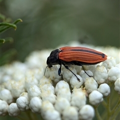 Castiarina erythroptera at Gundary, NSW - 17 Nov 2024