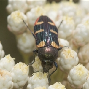 Castiarina interstitialis at Bungonia, NSW - 17 Nov 2024