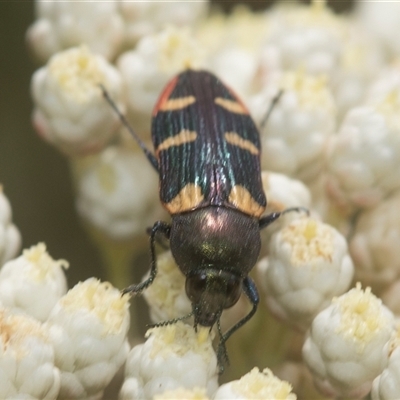 Castiarina interstitialis (A jewel beetle) at Bungonia, NSW - 17 Nov 2024 by AlisonMilton