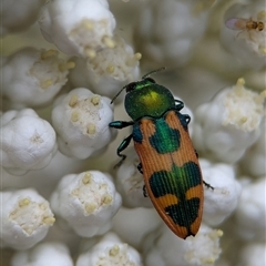 Castiarina hilaris at Gundary, NSW - 17 Nov 2024