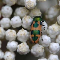 Castiarina hilaris at Gundary, NSW - 17 Nov 2024