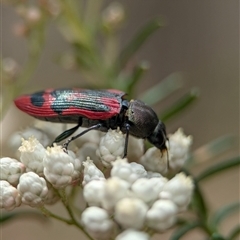 Castiarina indistincta at Bungonia, NSW - 17 Nov 2024