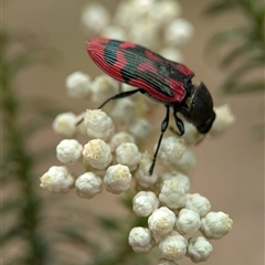 Castiarina indistincta at Bungonia, NSW - 17 Nov 2024