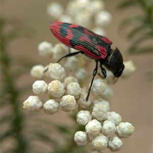 Castiarina indistincta at Bungonia, NSW - 17 Nov 2024