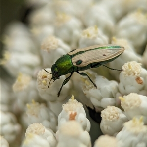 Castiarina sexguttata at Bungonia, NSW - 17 Nov 2024