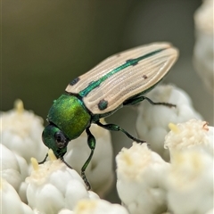 Castiarina sexguttata at Bungonia, NSW - 17 Nov 2024