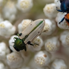 Castiarina sexguttata at Bungonia, NSW - 17 Nov 2024