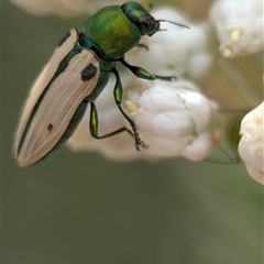 Castiarina sexguttata at Bungonia, NSW - 17 Nov 2024