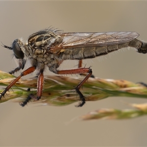 Zosteria sp. (genus) (Common brown robber fly) at Dunlop, ACT by rawshorty