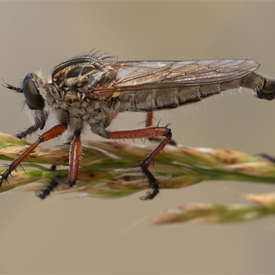 Zosteria sp. (genus) (Common brown robber fly) at Dunlop, ACT - 16 Nov 2024 by rawshorty