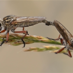 Zosteria sp. (genus) at Dunlop, ACT - 17 Nov 2024