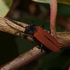 Porrostoma rhipidium (Long-nosed Lycid (Net-winged) beetle) at Freshwater Creek, VIC - 8 Nov 2024 by WendyEM