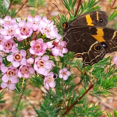 Tisiphone abeona (Varied Sword-grass Brown) at Penrose, NSW - 16 Nov 2024 by Aussiegall