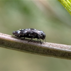 Diphucrania sp. (genus) at Bungonia, NSW - 16 Nov 2024 by Miranda