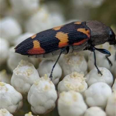 Castiarina sexplagiata (Jewel beetle) at Gundary, NSW - 17 Nov 2024 by Miranda