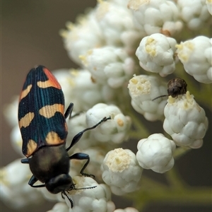 Castiarina sexplagiata at Bungonia, NSW - 17 Nov 2024