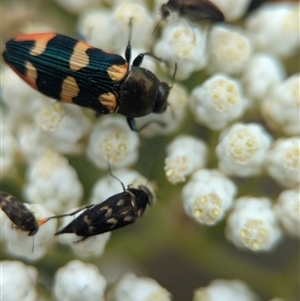 Castiarina sexplagiata at Bungonia, NSW - 17 Nov 2024