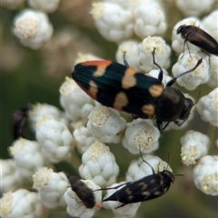 Castiarina sexplagiata at Bungonia, NSW - 17 Nov 2024