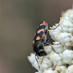 Castiarina sexplagiata at Bungonia, NSW - 17 Nov 2024