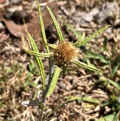 Euchiton sphaericus (star cudweed) at Hall, ACT - 18 Nov 2024 by strigo