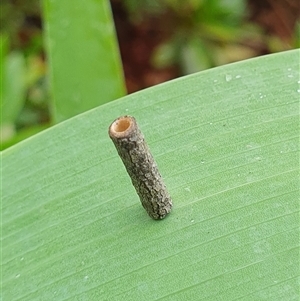 Hemibela (genus) (A Concealer moth) at Penrose, NSW by Aussiegall